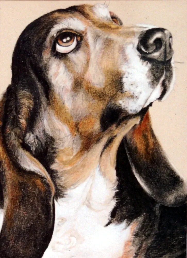 Basset