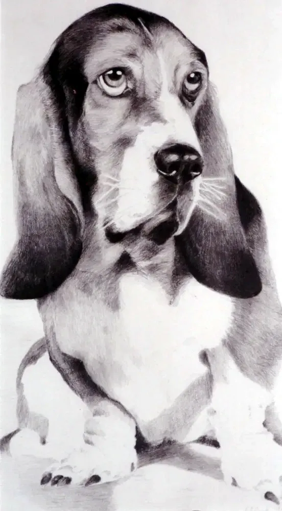 Basset 3
