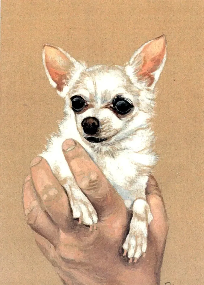 Chihuahua 1