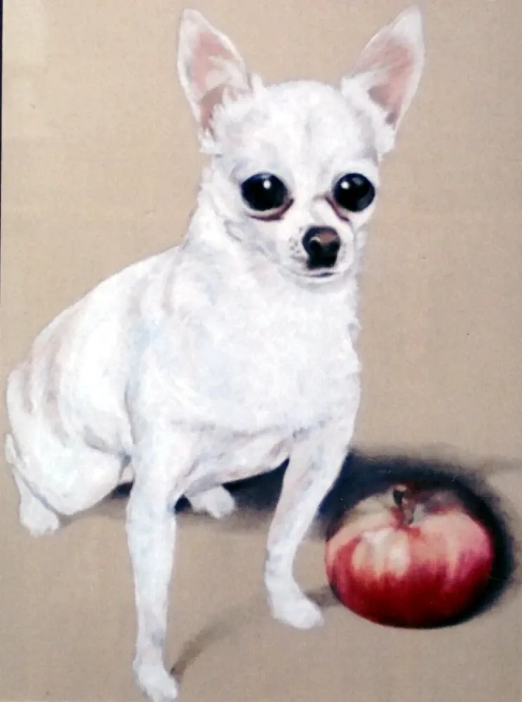 Chihuahua 2