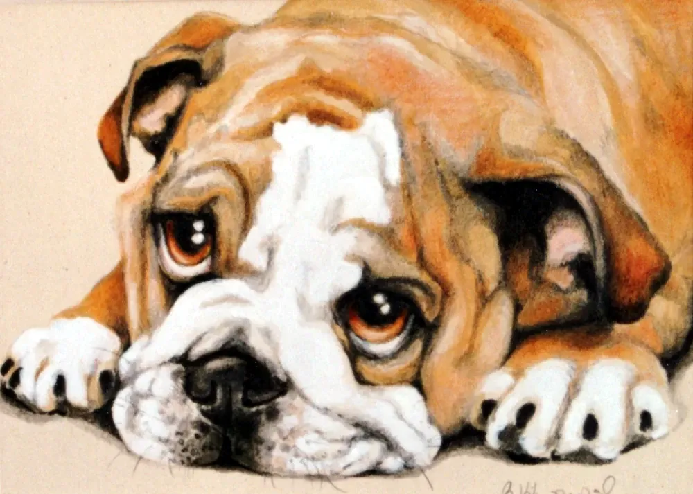 English Bulldog 1