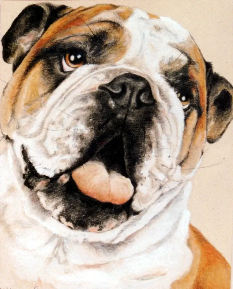 English Bulldog 2