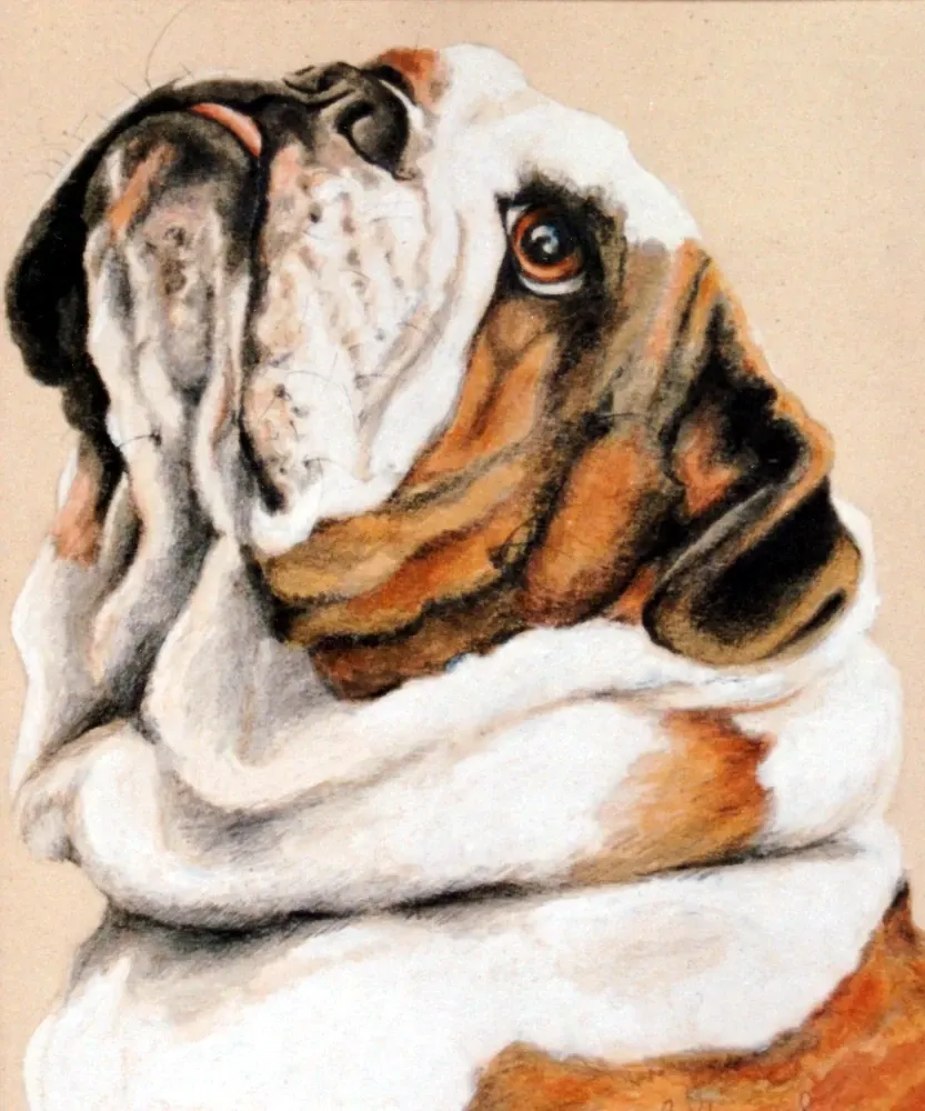 English Bulldog 3