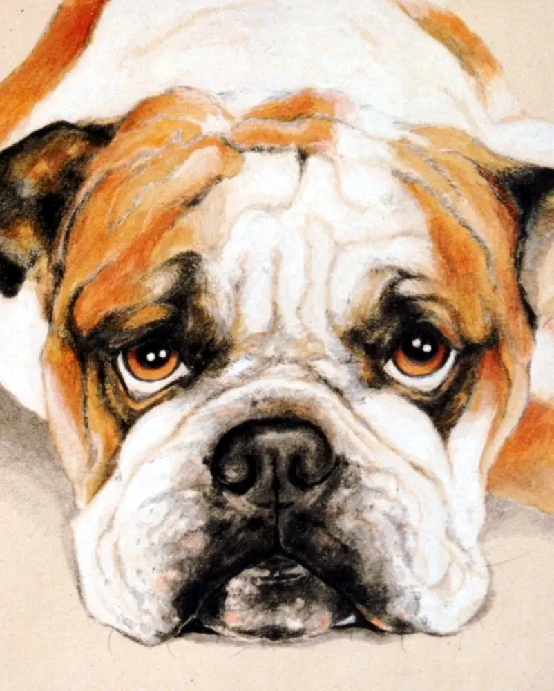 English Bulldog 4