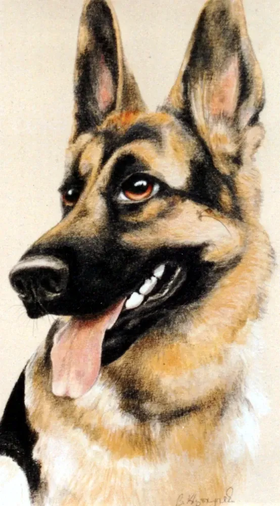 German Shepard