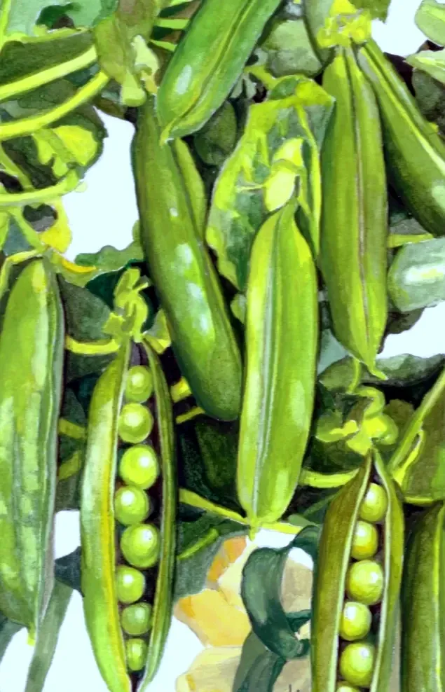 Green Peas
