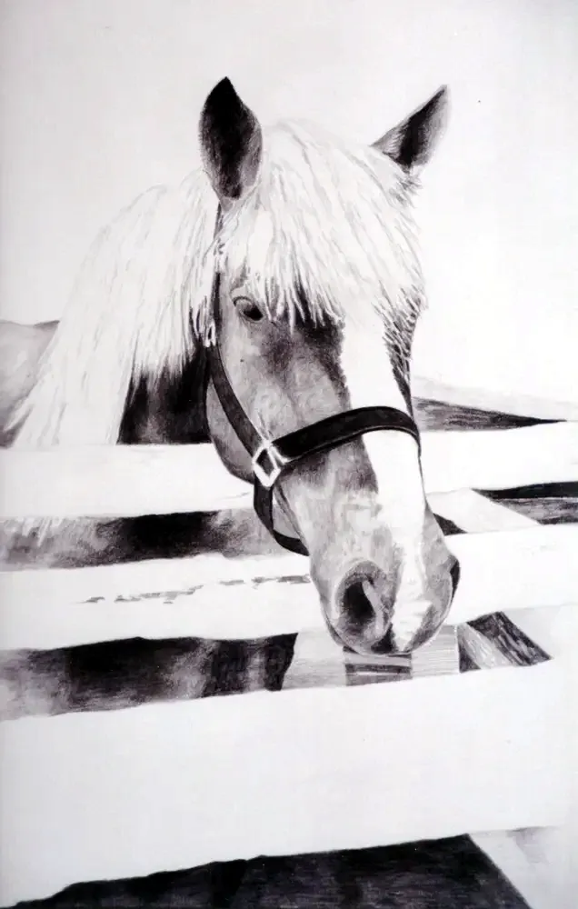 Horse and Wood Fence