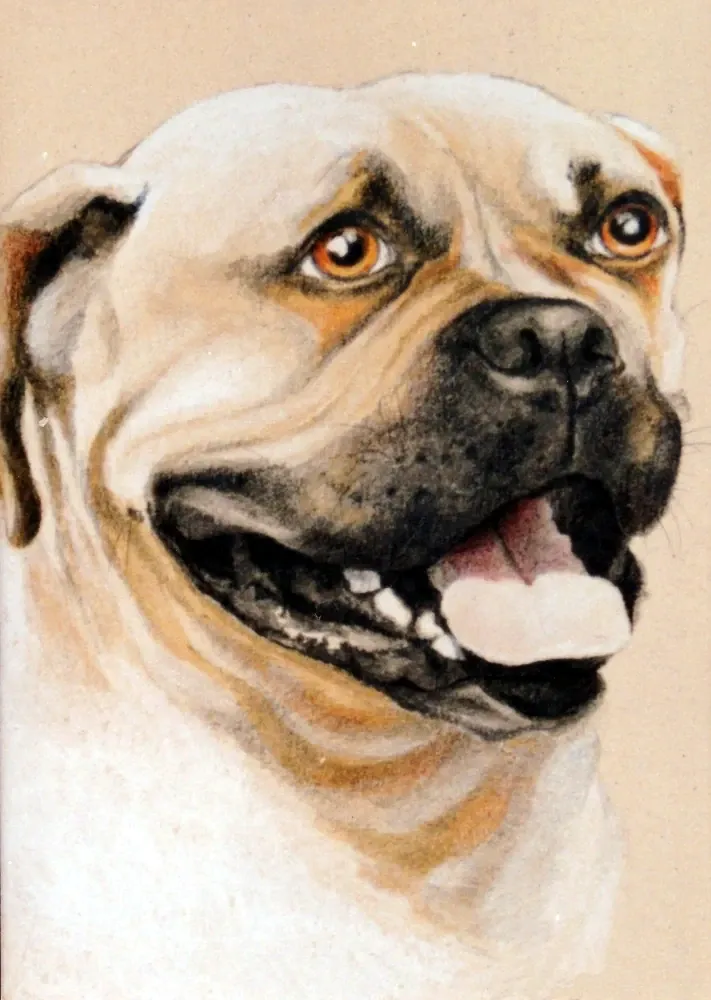 Mastiff