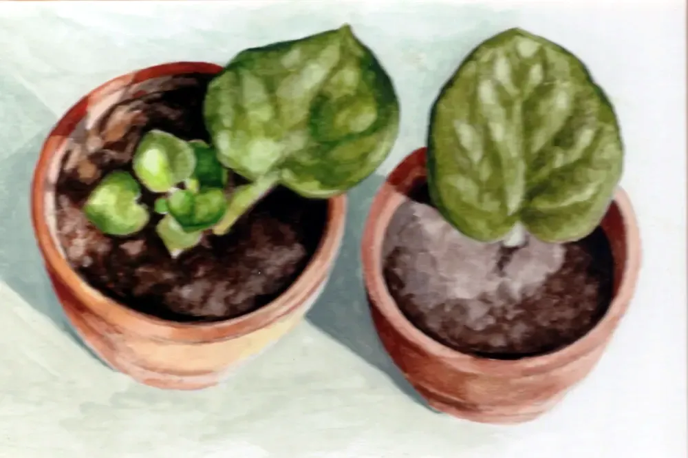 Potted Plants