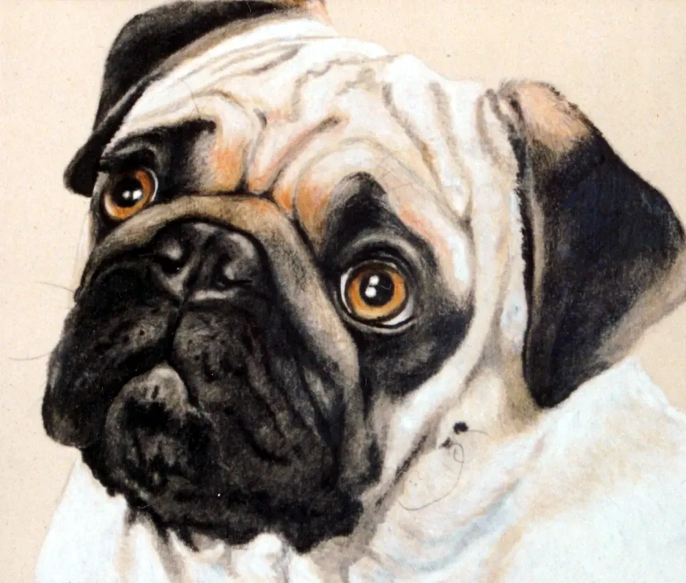 Pug 3