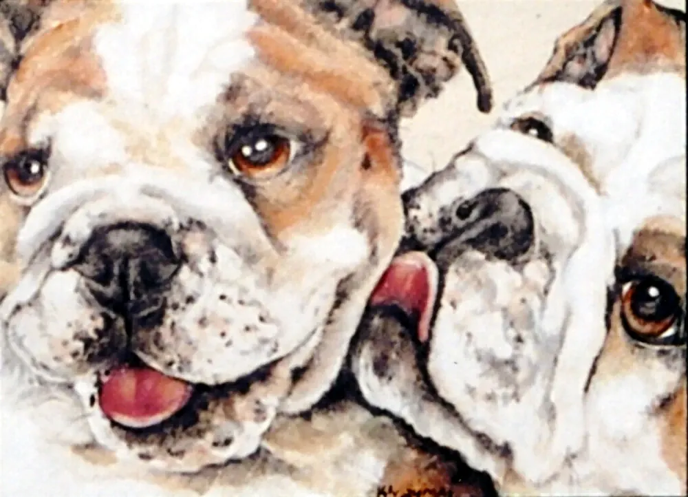 Twin English Bulldogs